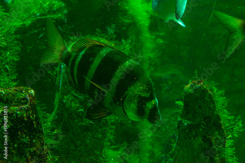 A common seabream (Diplodus vulgaris) swims in clear water, displaying its silvery body with dark bands