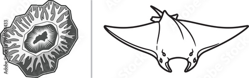 Grayscale vector illustration of a microscopic cell organism and a manta ray isolated on white background