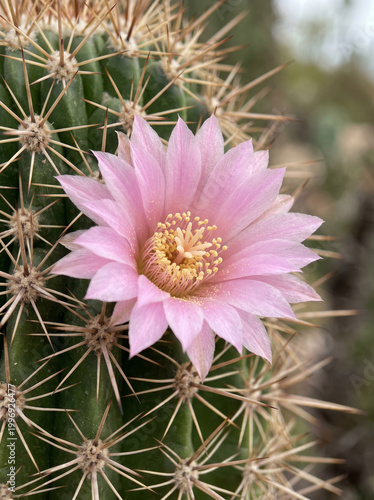Pink cactus flower blooming in the wild nature