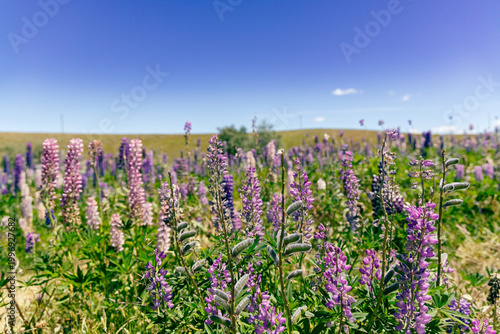 Purple Lupine Wildflowers Bloom Under Clear Sky
