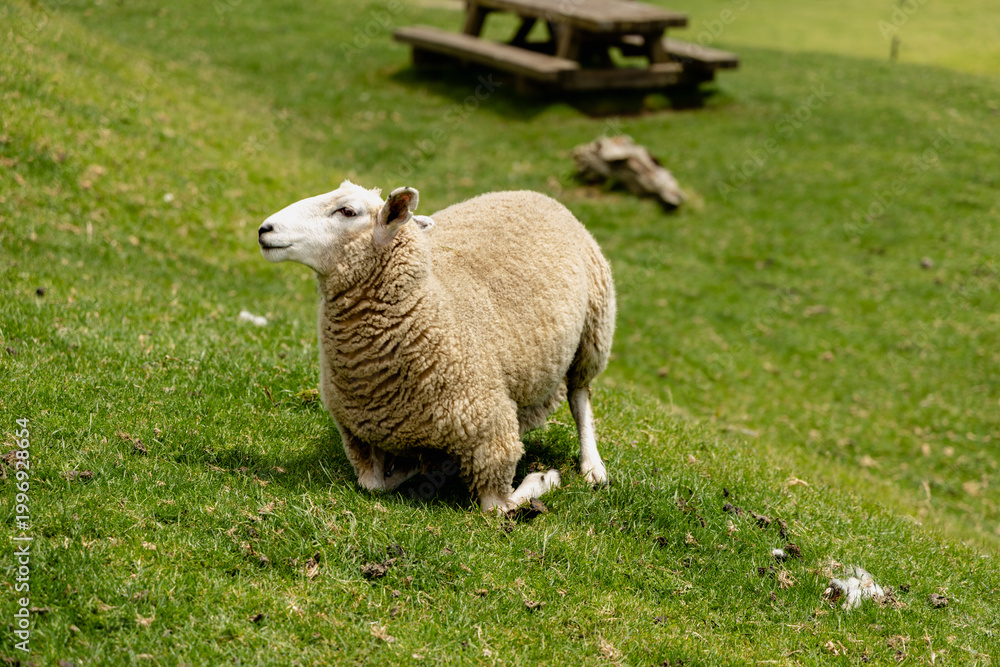 Obraz premium Woolly Sheep Kneeling Sunny Green Hillside