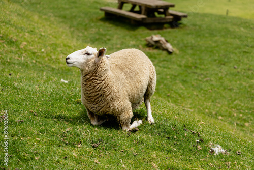 Woolly Sheep Kneeling Sunny Green Hillside