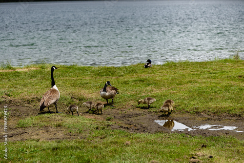Canada Geese Family Grazing Beside Lakeshore Water