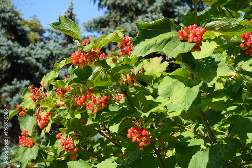 Unripe red fruits in the leafage of Viburnum opulus in July