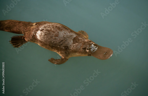 Obraz na płótnie Platypus in water