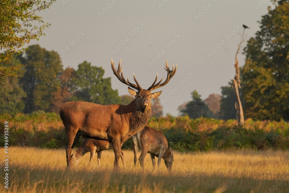 Obraz premium Red Deer Stag in Golden Grassland with Hinds, England