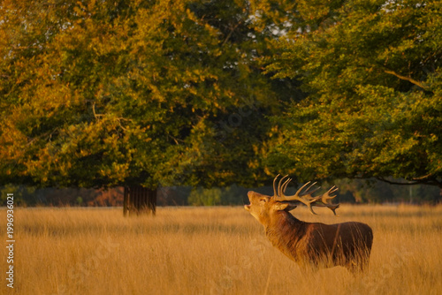 Red Deer Stag Bellowing in Golden Grassland at Sunset, England
