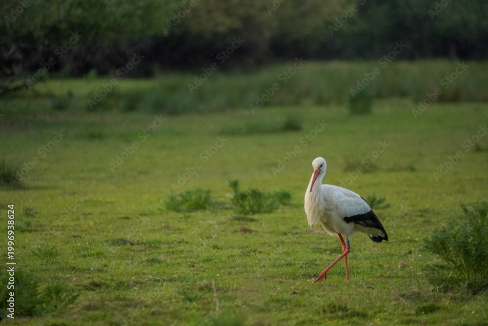 Fototapeta premium White Stork Walking in Grassland at Knepp Estate, England