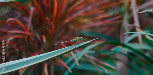 Obraz na płótnie A small dragonfly with a green and black striped body appears to be perched peacefully on the tip of a long, sharp leaf