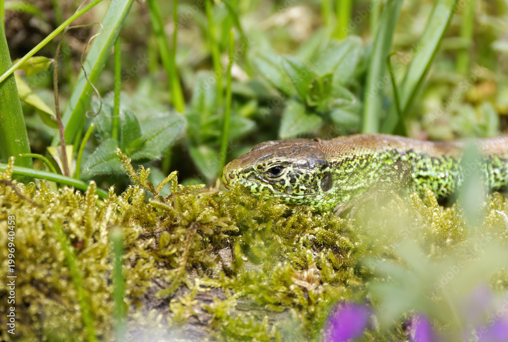 Obraz premium green head of a sand lizard well camouflaged among moss-covered ground, a green sand lizard during the mating season, a lizard basking in the sun, Lacerta agilis