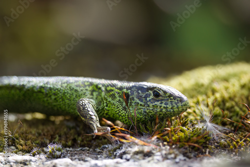 Bild auf Leinwand close up sand lizard basks in the sun on a mossy tree, a green sand lizard durin