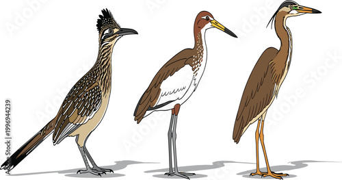 Three Wild Birds Illustration – Roadrunner, Heron and Wading Bird Flat Vector Art Set