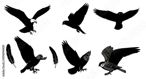 Silhouette of flying bird species.