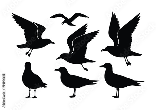 Collection of Black Silhouettes of Seagulls in Various Poses