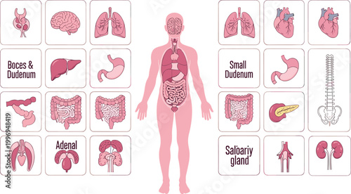Human anatomy diagram internal organs brain lungs heart liver stomach intestines kidneys skeleton medical education healthcare vector illustration