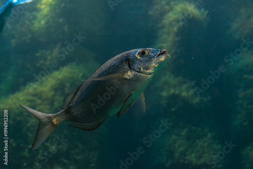 A gilthead seabream, Sparus aurata, swimming in crystal-clear waters, ideal for aquaculture and commercial fishing topics today