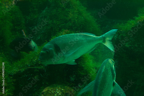 A gilthead seabream, Sparus aurata, swimming in crystal-clear waters, ideal for aquaculture and commercial fishing topics today