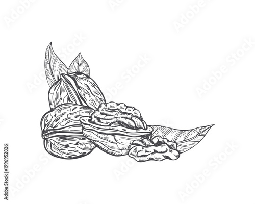 Walnut with leaf hand drawn vector sketch composition. Detailed engraving style organic nut cluster for healthy food menu design. Natural grocery ingredient drawing for culinary project.