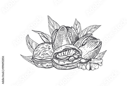 Hand drawn walnuts in various stages, green hull, hard shell, and edible kernel vector composition. Fresh nuts with leaves sketch black ink illustration. Engraving style organic snack design