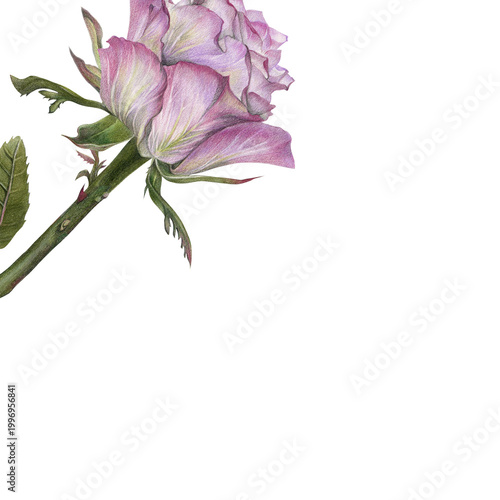 Fotografia Purple Rose Corner Floral Design, Botanical Illustration, Top Left Flower Elemen