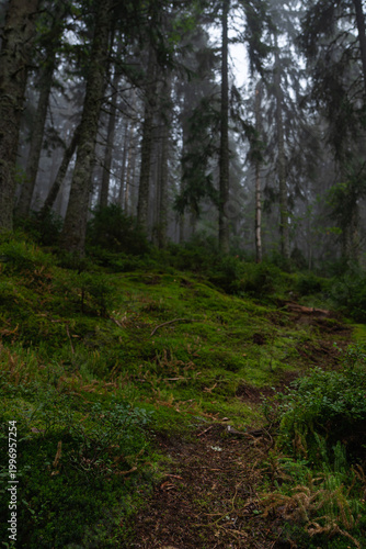Misty forest landscape with tall pine trees and soft green foliage during a foggy morning in a tranquil environment. Hiking in Carpathian Mountains, Ukraine