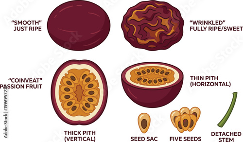 Passion Fruit Ripeness and Anatomy Vector Diagram Showing Smooth and Wrinkled Skin, Thick and Thin Pith, Seed Sac, and Internal Structure Details