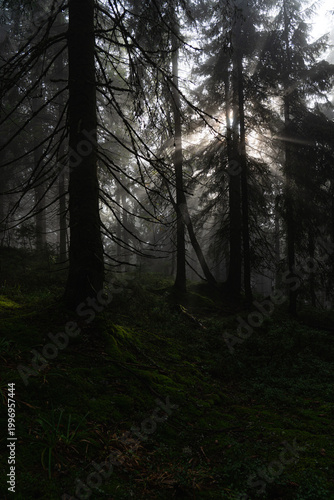 Misty forest landscape with towering trees and soft light filtering through the fog at dawn. Hiking in Carpathian Mountains, Ukraine