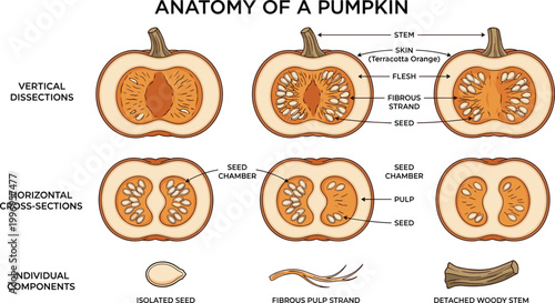 Pumpkin Anatomy Vector Diagram Showing Vertical and Horizontal Cross Sections with Seed Chamber, Pulp, Fibrous Strands, Skin, Stem, and Internal Structure Details