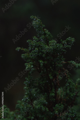 Raindrops glisten on a vibrant green evergreen branch in a misty forest setting during early morning hours. Carpathian Mountains, Ukraine