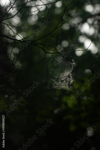 Dew-covered spider webs hang delicately from tree branches in a misty forest during a rainy morning. Carpathian Mountains, Ukraine