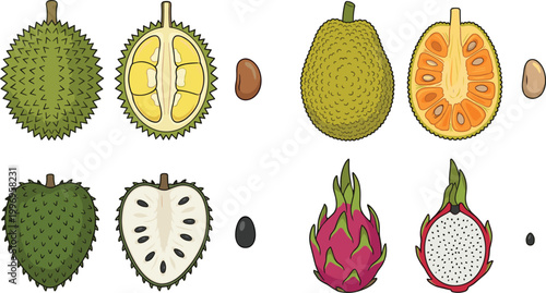 Tropical Fruit Vector Illustration Set Featuring Durian, Jackfruit, Soursop, and Dragon Fruit with Whole, Cut Sections, and Seeds for Exotic Food Design
