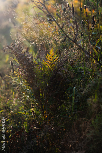 Golden ferns basking in the warm glow of evening sunlight in a tranquil forest setting. Hiking in Carpathian Mountains, Ukraine