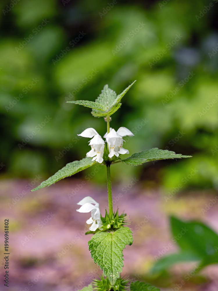 Αυτοκόλλητο Blick auf ein Blumenbeet mit einer blühenden weißen Taubnessel, Lamium album