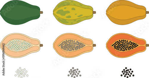 Papaya Ripening Stages Vector Illustration Showing Green, Yellow, and Ripe Fruit with Cross Sections and Seed Variations for Tropical Food and Botanical Design
