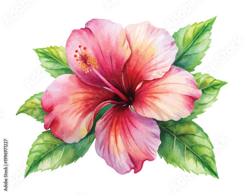 Watercolor Hibiscus Clipart, Tropical Floral Blossom Illustration, Isolated on White