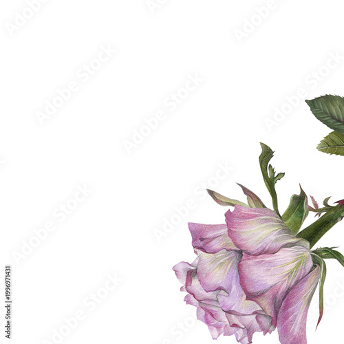 Quadro em tela Purple Rose Corner Floral Design, Bottom Right Botanical Illustration Flower Ele