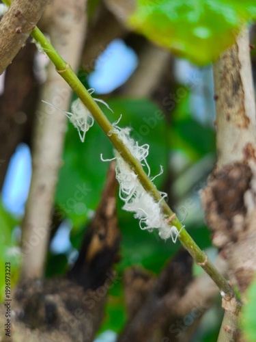 Billede på lærred Closeup macro showing white cottony mealybugs clustering along green stem, indic