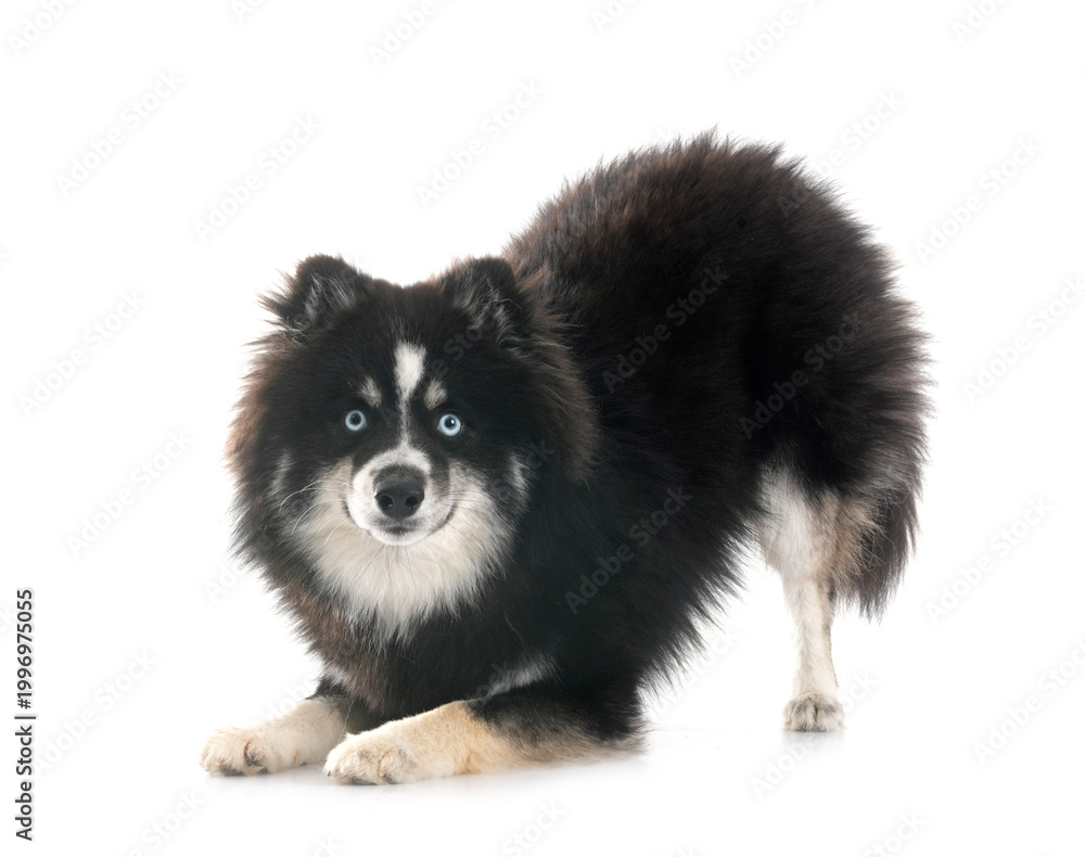 Obraz premium Pomsky in studio