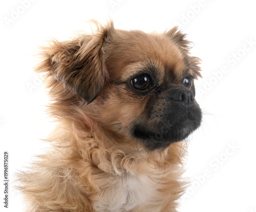 Photography Tibetan spaniel in studio