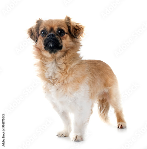 Obraz na plátně Tibetan spaniel in studio