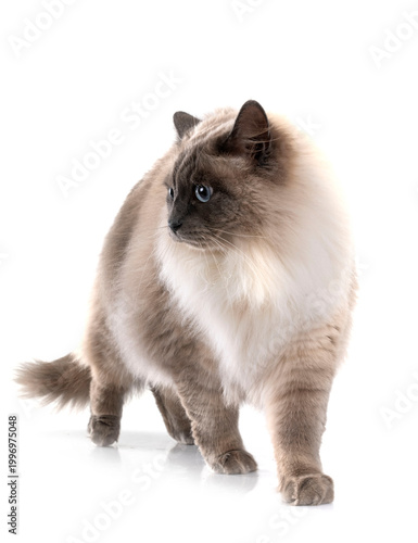 Fotografia siberian cat in studio