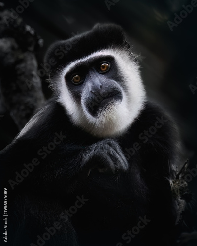 Photography Black and White Colobus Monkey