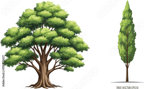 Realistic green trees set with large leafy tree and tall slender tree illustrating nature elements, landscaping design, and detailed botanical vector illustration