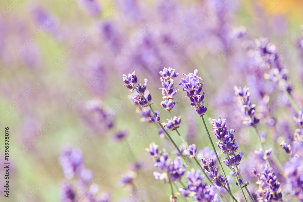 Obraz premium Close-up of lavender flowers in soft focus with natural light