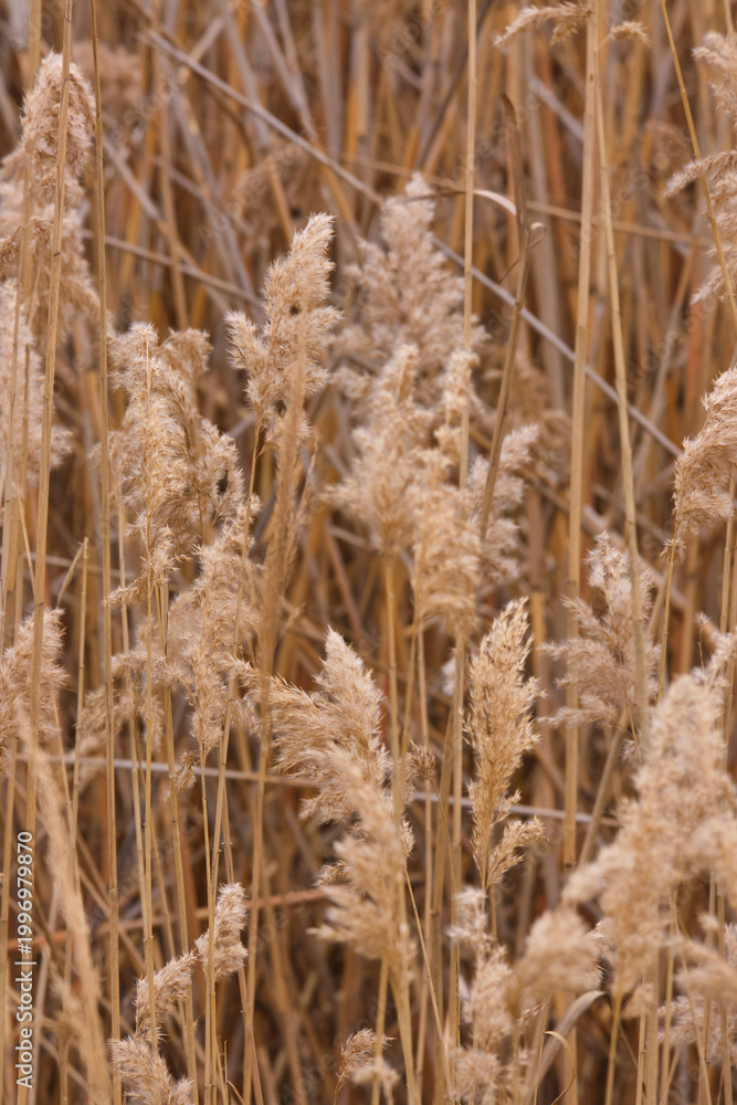 Obraz premium Dry reed grass in winter landscape