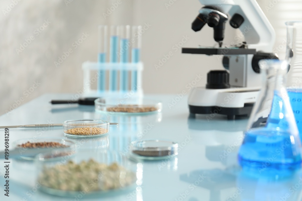 Naklejka premium Laboratory testing. Microscope, Petri dishes with grains and equipment on glass table indoors, closeup