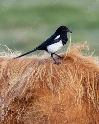 Photography Magpie Gathering Nest Material from a Highland Cow's Back