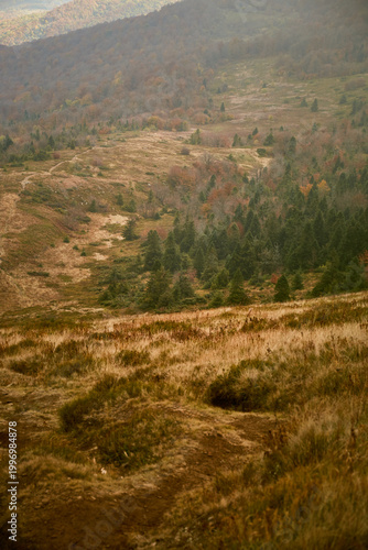 Misty mountain landscape with evergreen trees under gray sky during early morning. Autumn hiking in Carpathian Mountains, Ukraine