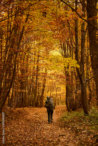 Hiker exploring a vibrant autumn forest with golden leaves in a serene woodland trail. Autumn hiking in Carpathian Mountains, Ukraine