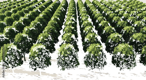Agricultural plantation with rows of green trees illustrating farming landscape, orchard cultivation, crop production, and rural environment vector illustration